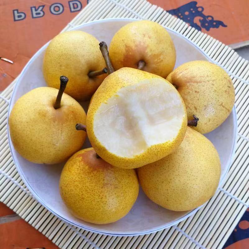 东北尖把梨酸甜薄皮辽宁特产尖把酸正宗秋子梨