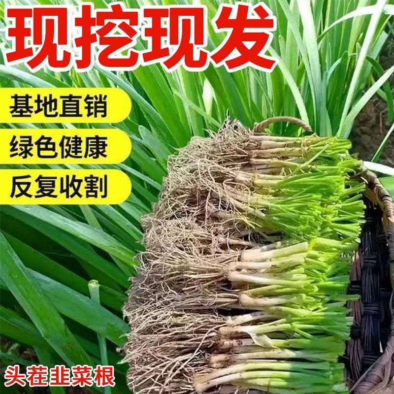 （现刨现发）当年独根红韭菜苗