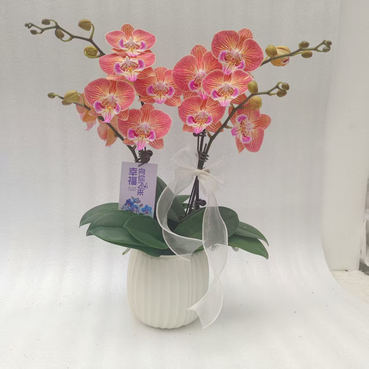 【金缕衣】橙黄色蝴蝶兰花花室内花卉好养耐养花期长基地直发