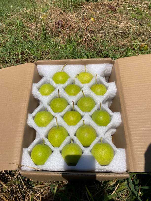 鞍山正宗南果梨家庭装施豆饼发酵肥产地直销梨子东北鞍山南果梨