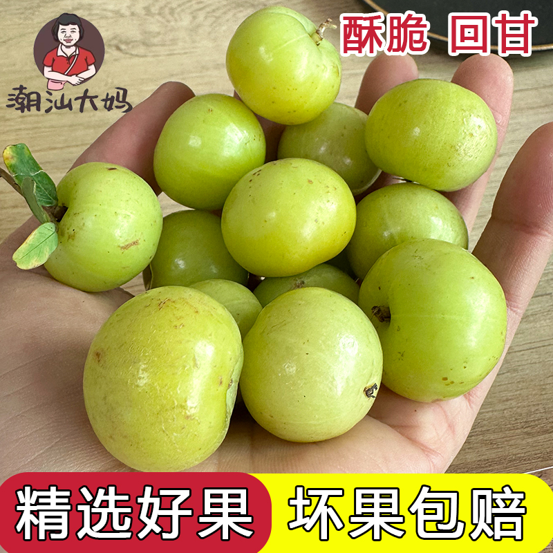 潮汕大妈赤皮油柑果现摘油甘果新鲜余甘子崩坎种油柑孕妇水果榨汁