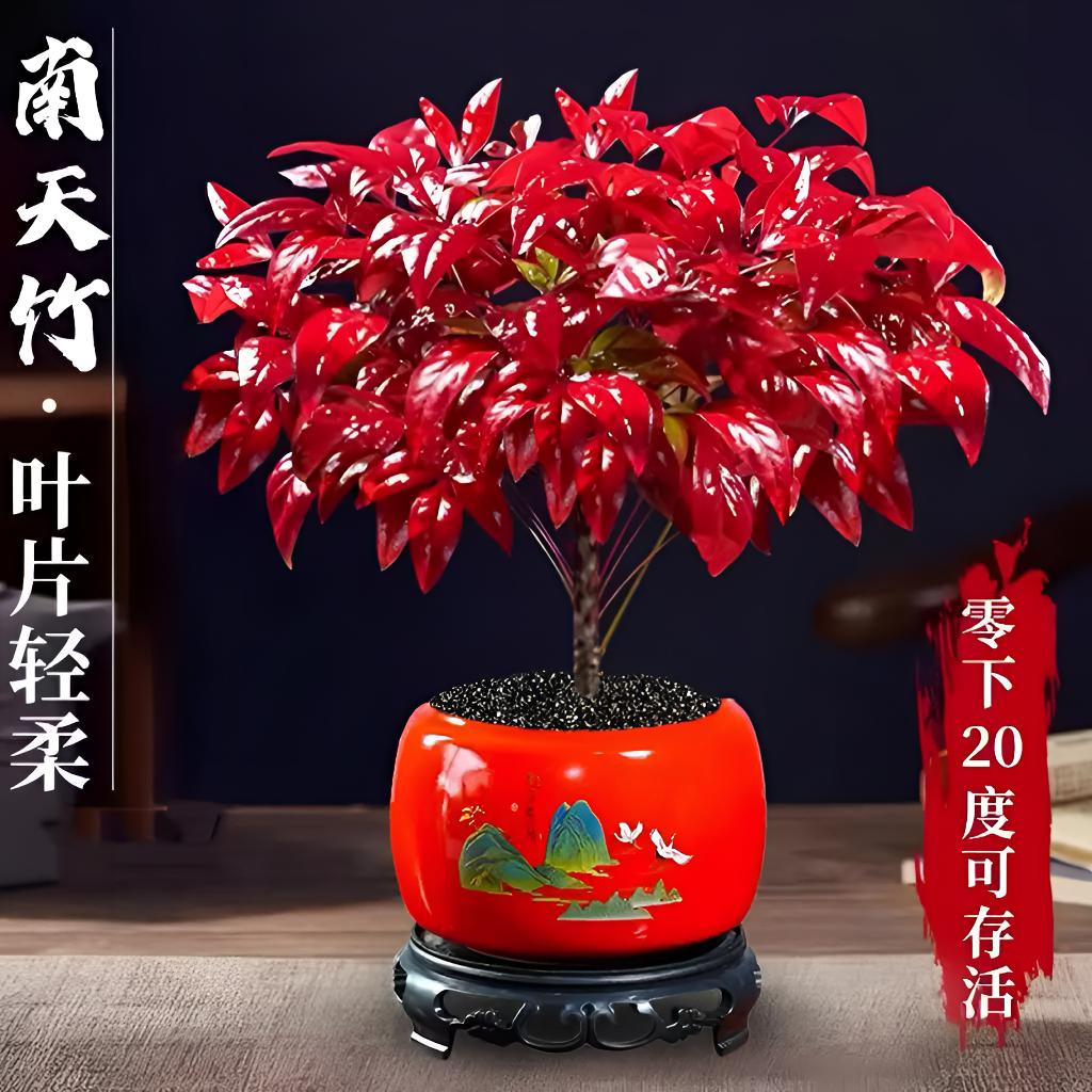 【越冷越红】火焰南天竹盆栽冬季耐寒红叶绿植室内外四季好养盆景