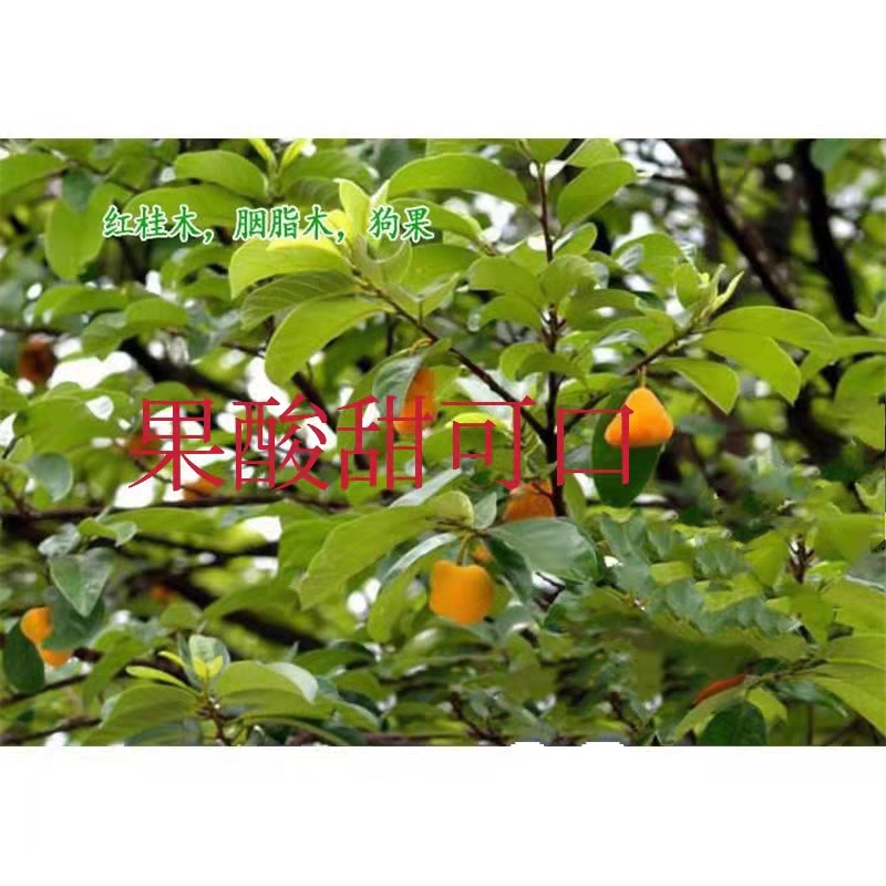 红桂木树苗大叶胭脂木狗果树庭院地栽别墅行道四季常绿景观绿化树
