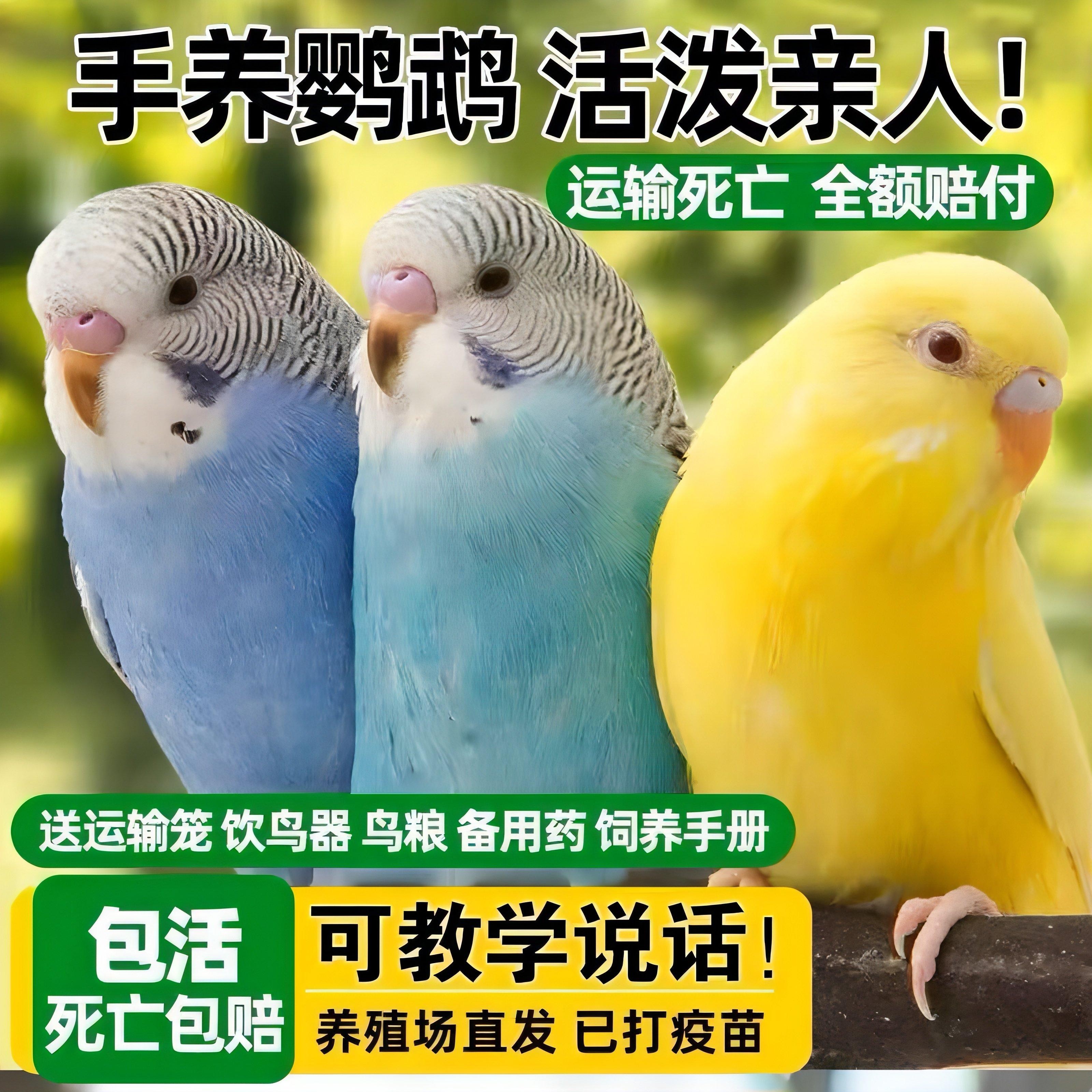 会学说话的虎皮鹦鹉会下蛋繁殖雏鸟手养鸟活体鸟活宠物鸟鹦鹉