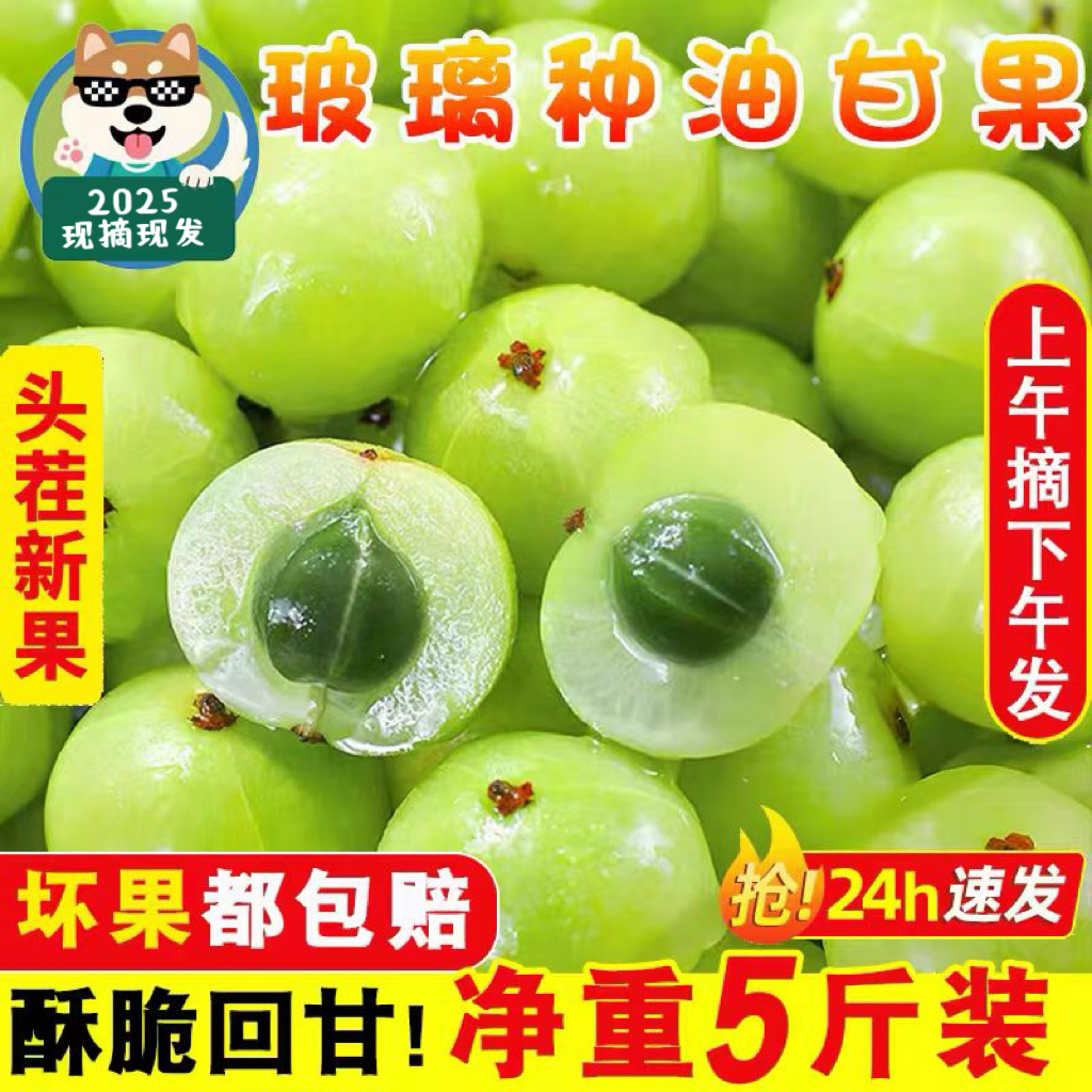 金灶新鲜采摘特产青皮玻璃油甘余甘果牛甘果橄榄油甘孕妇水果榨汁