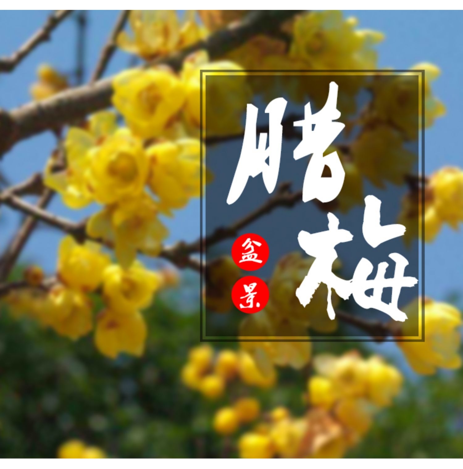 鄢陵腊梅素心梅浓香型老桩独杆蜡梅耐寒庭院阳台盆栽四季好养植物