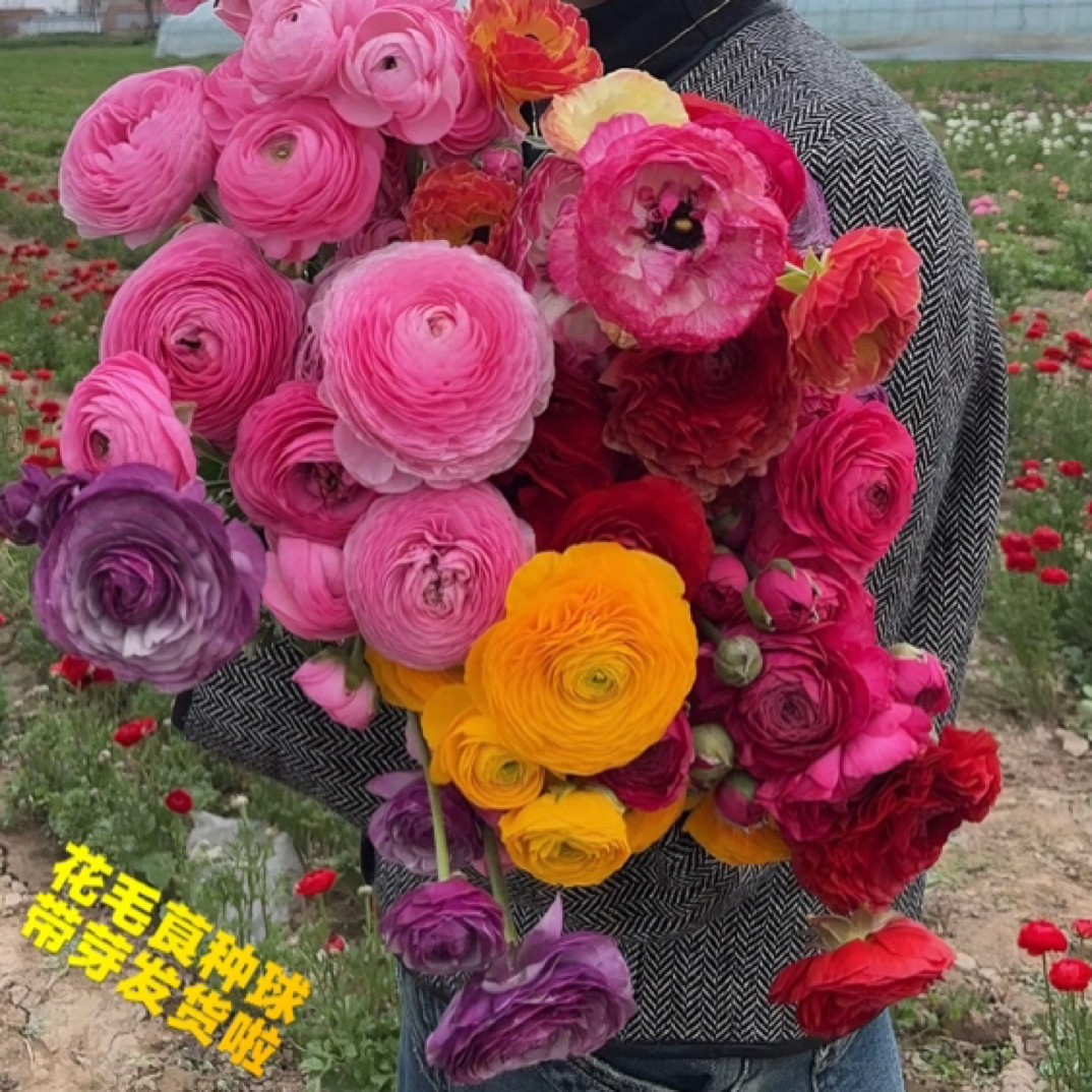 带芽花毛茛重瓣种球洋牡丹多年生种子盆栽根爪苗庭院耐寒四季花卉