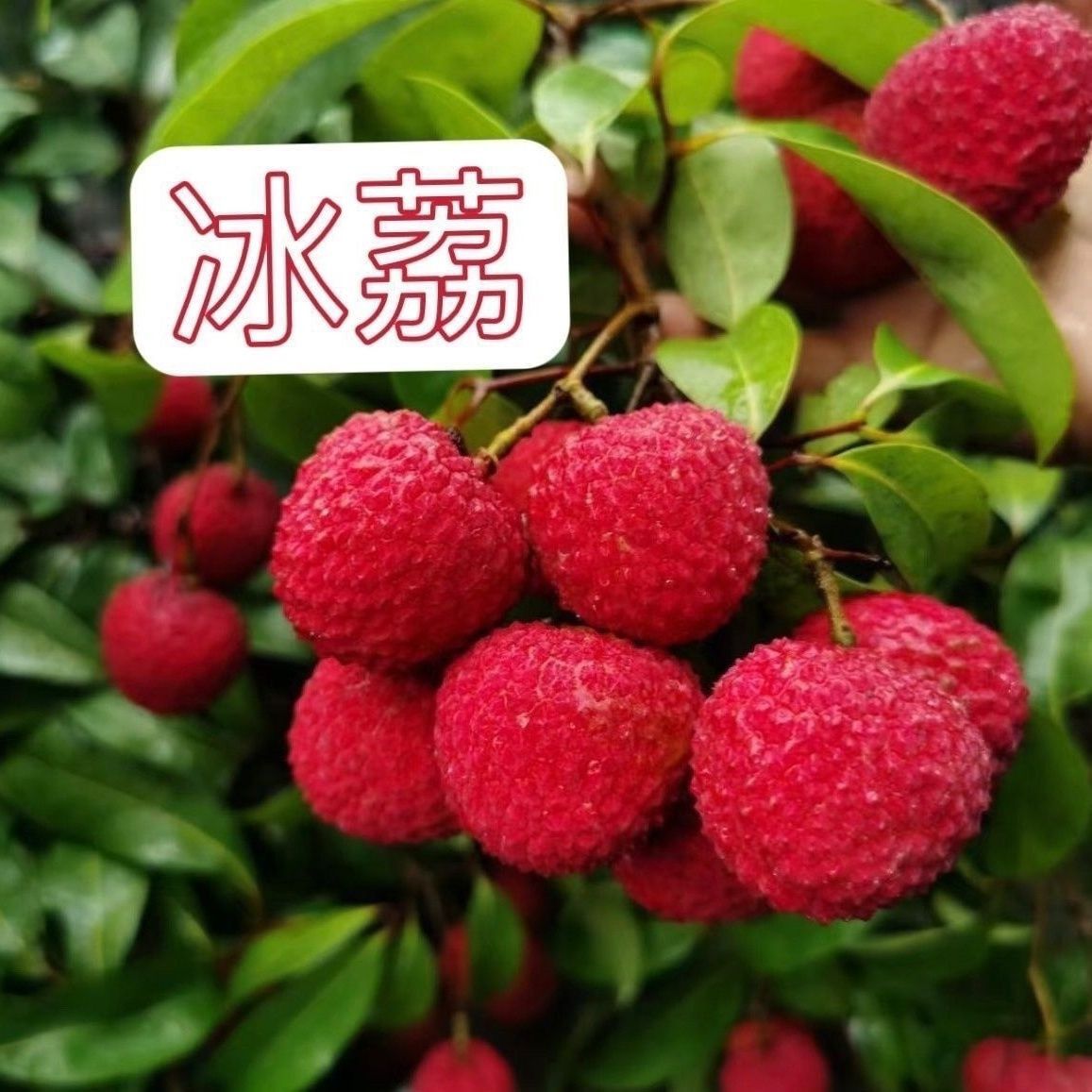 正宗无核荔枝苗妃子笑荔枝苗桂味荔枝苗无核荔枝苗南方果树苗包邮