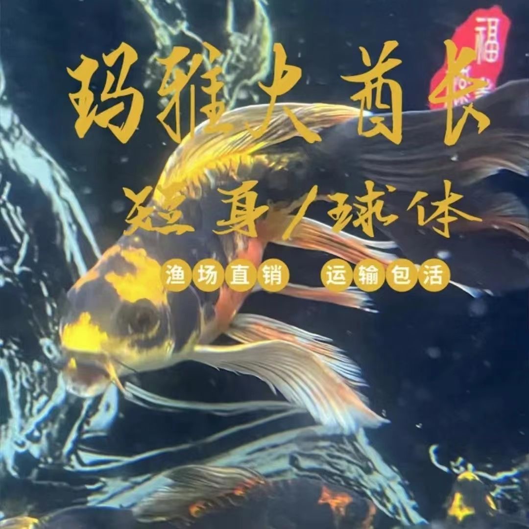 台湾正宗精品观赏鱼球体玛雅蝴蝶鲤德系大酋长黑金大尾大鳍好养活