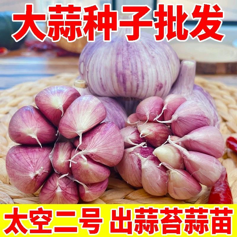 新品高产太空蒜种大蒜种子籽紫皮紫根大蒜种升级高产特大蒜种