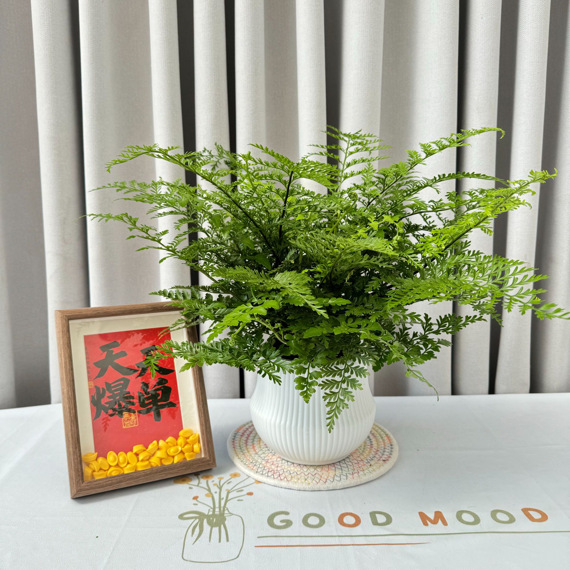 闽艺花匠大号带土水培吉姆蕨懒人吸水盆栽室内好养耐阴观叶植物