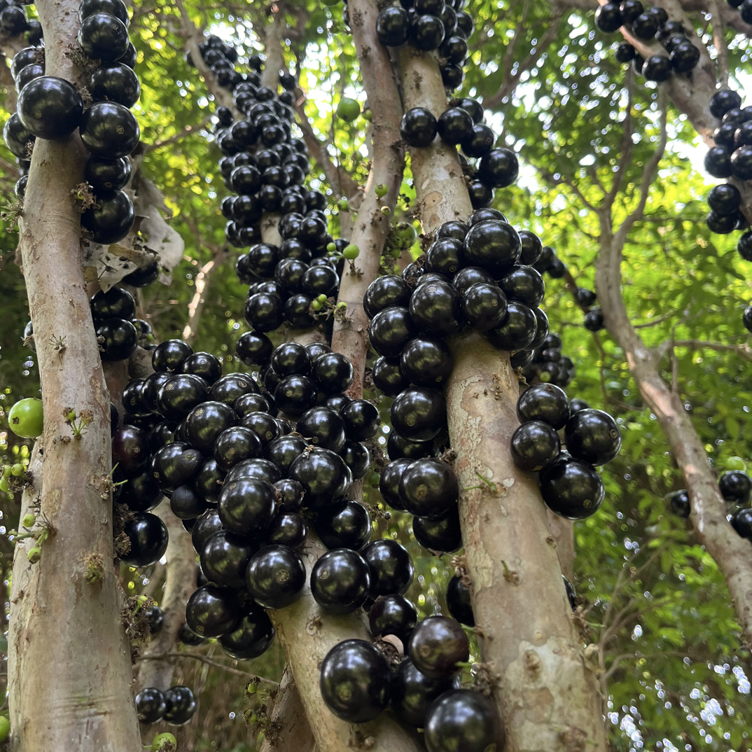 2025年新鲜水果甜营养树葡萄嘉宝果鲜果孕妇稀高档嘉宝果新鲜罕