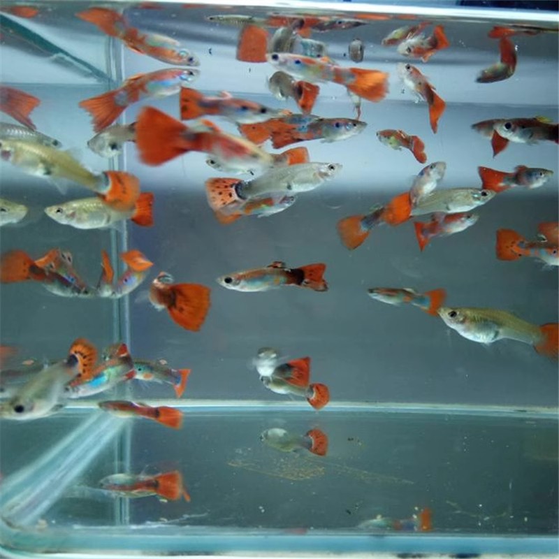 【30条孔雀鱼】小型观赏小鱼简单耐活好养热带小鱼练手便宜小鱼