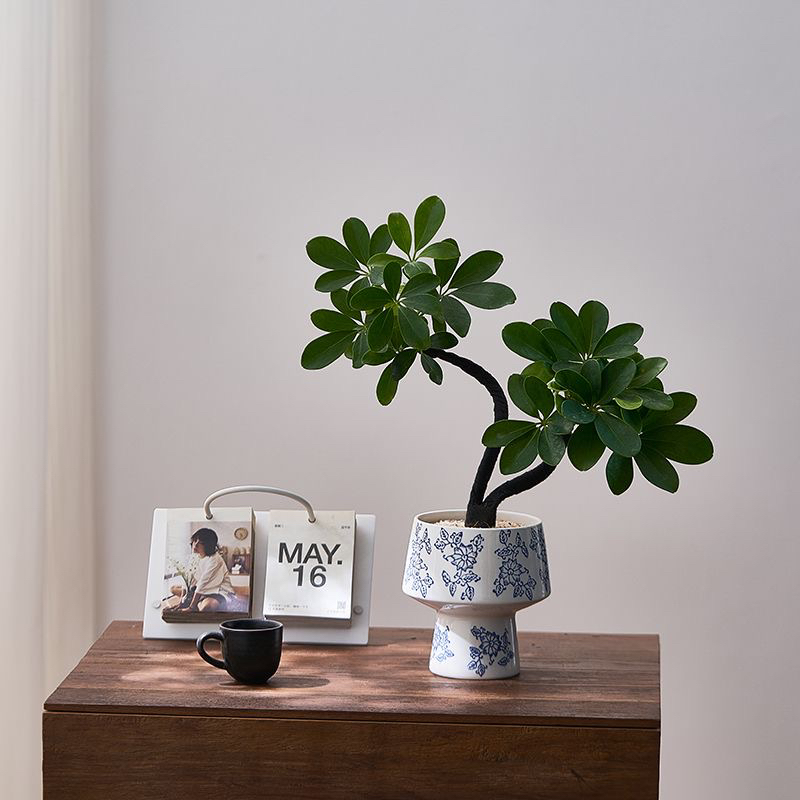 鸭脚八方室内来财客厅办公室桌面招财绿植花卉盆栽植物四季常青