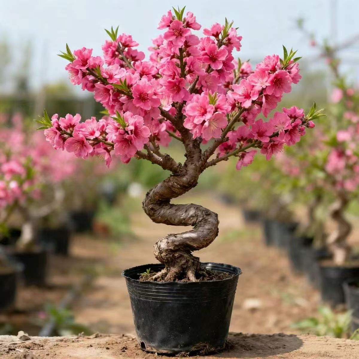 寿星桃苗重瓣桃花寿心桃盆栽盆景桃树苗带花苞耐寒植物