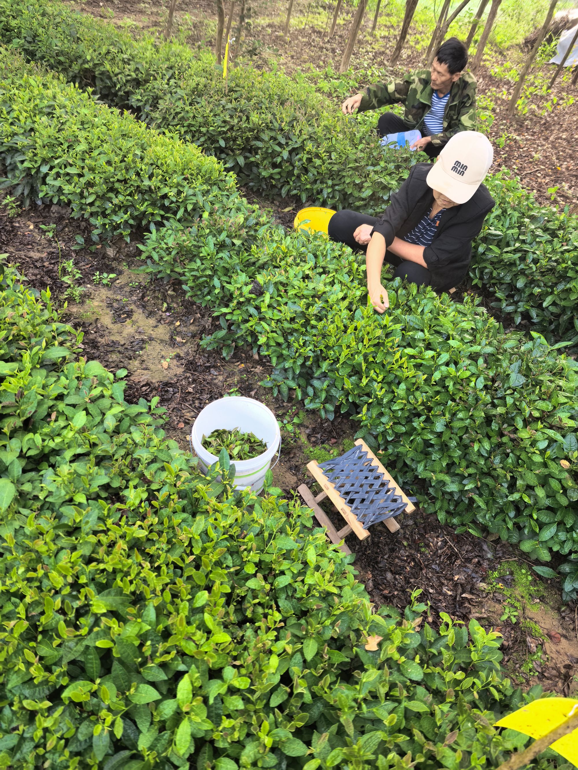 白露秋茶豌豆香绿茶