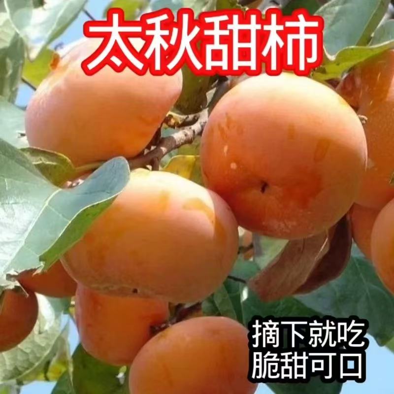 云南太秋脆柿子树苗盆栽地栽南北可栽 包邮到家