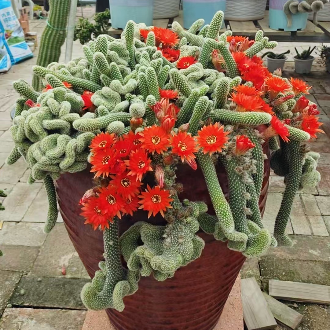 进口缀化白檀毛毛虫垂吊开花仙人球多肉植物阳台好养懒人盆栽