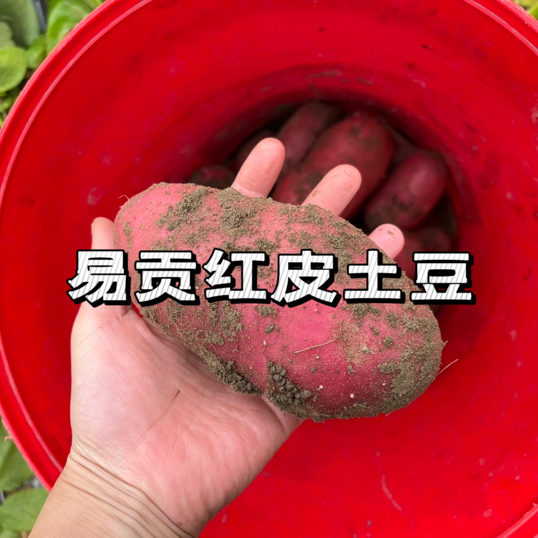 西藏易贡红皮土豆新鲜采挖春季洋芋