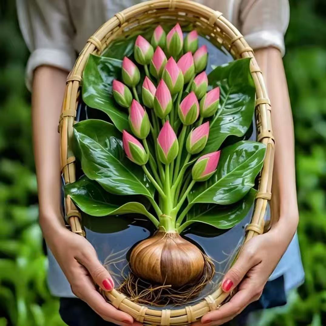 【新品】大叶金钻种球水培土培盆栽室内绿植办公室客厅四季常青