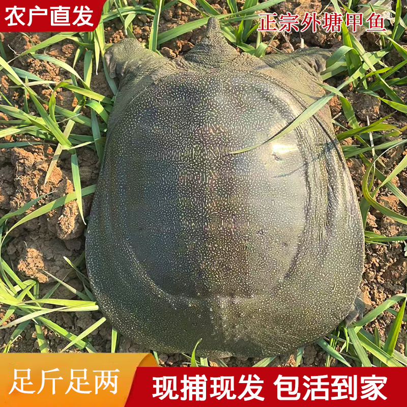 【Z】5只外塘大甲鱼 共6-5斤生猛外塘甲鱼外塘中华鳖包活到家