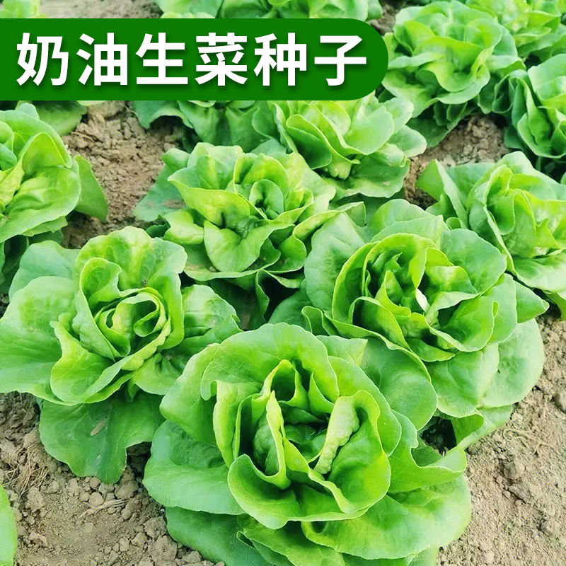 【奶油生菜种子】农家田园阳台盆栽耐热菜种子阳台种植蔬菜