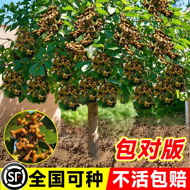 拐枣树苗鸡爪梨万寿果树苗枳椇拐枣庭院绿植野果甜拐枣泡酒泡茶