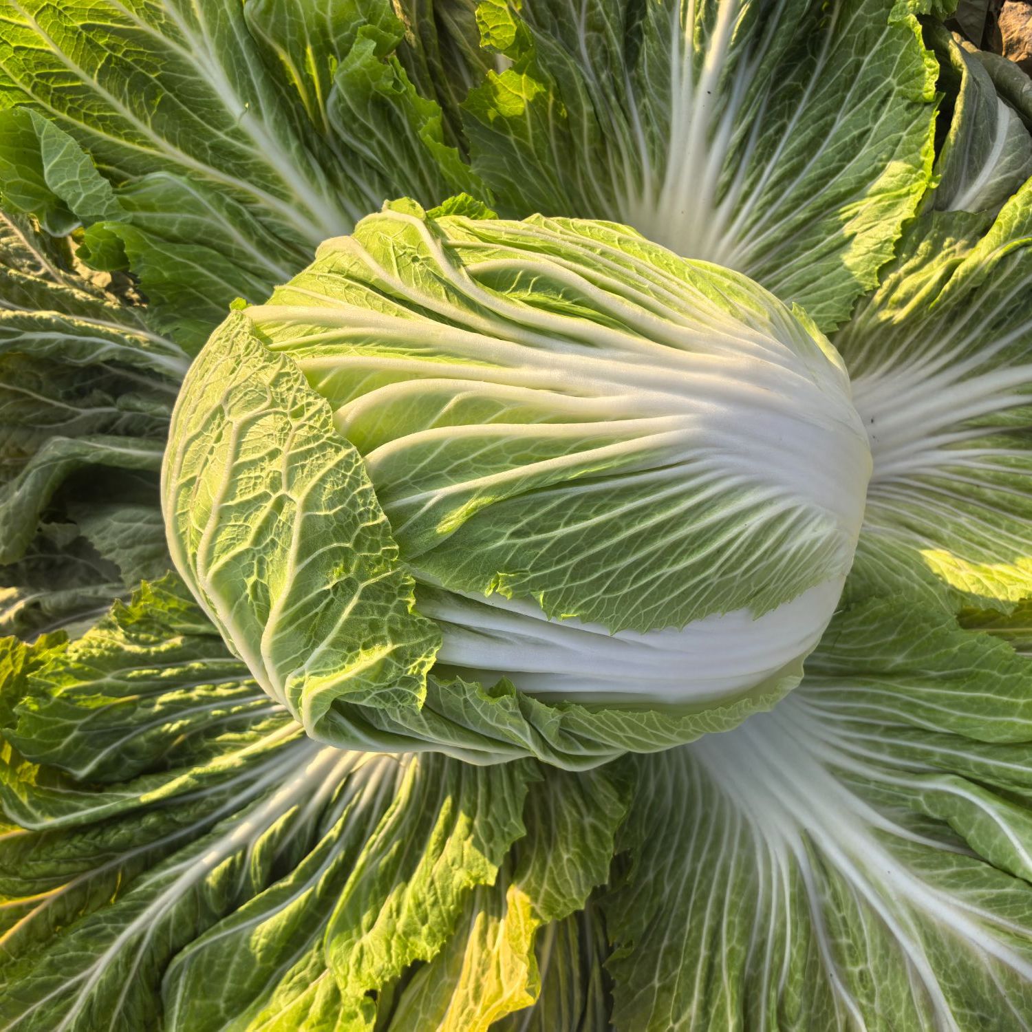 新疆冰糖心大白菜0农残雪水灌溉鲜甜 欧盟SGS533项检测【空运】