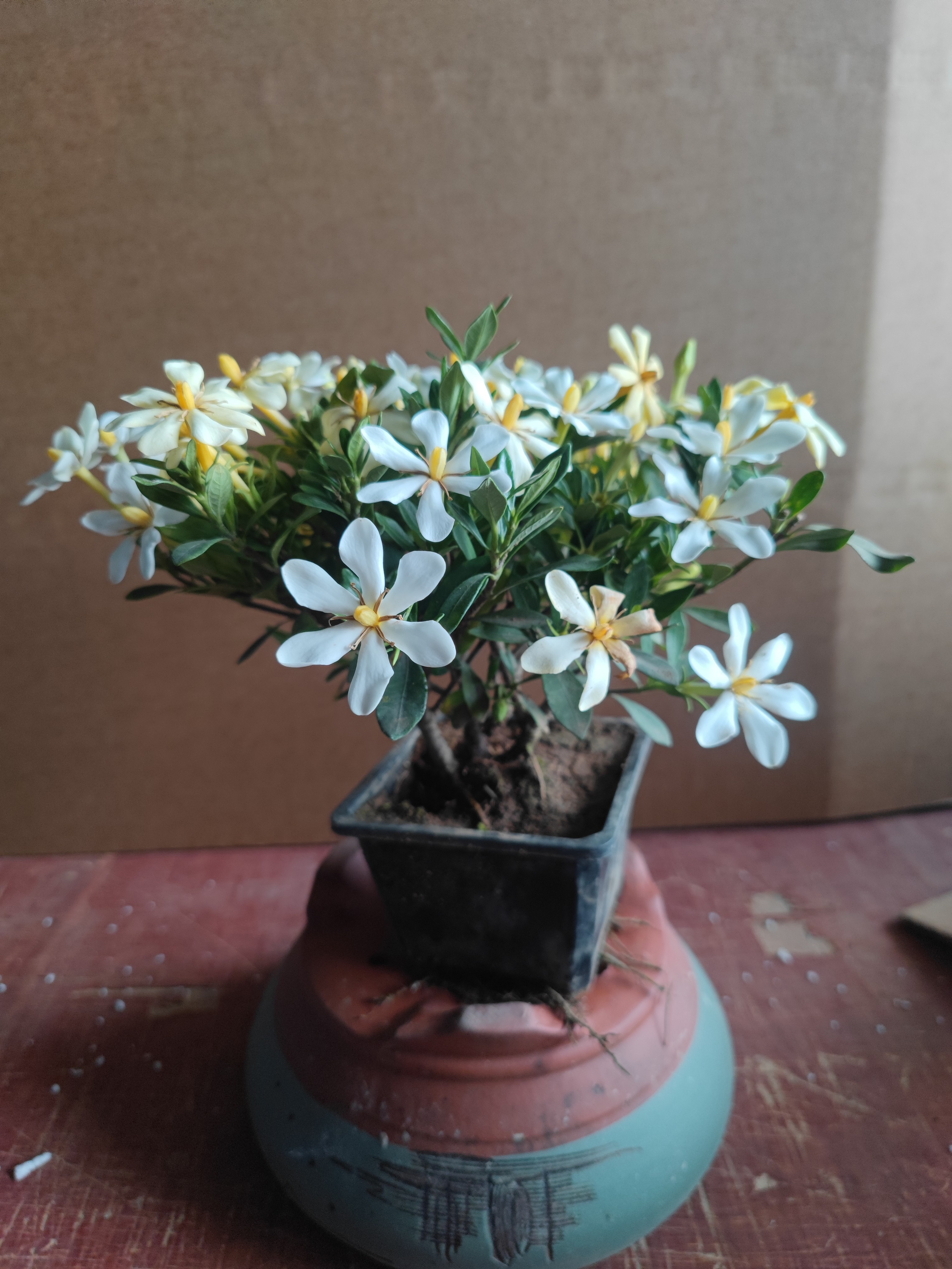 清誉栀子花茉莉花浓香花语新品种香水盆栽栀子花开花机器结果多