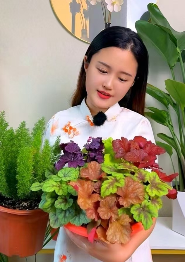 【矾根盆栽】【五盆五色赠送一颗】耐寒绿植花卉阳台庭院花园四季变色