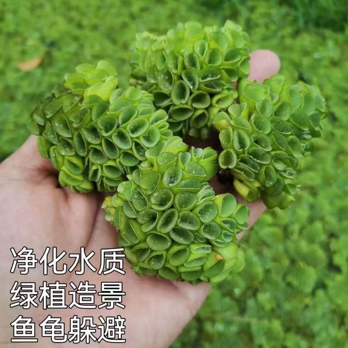 肚兜萍水生植物鱼缸水族箱造景净化水质养鱼龟虾适用