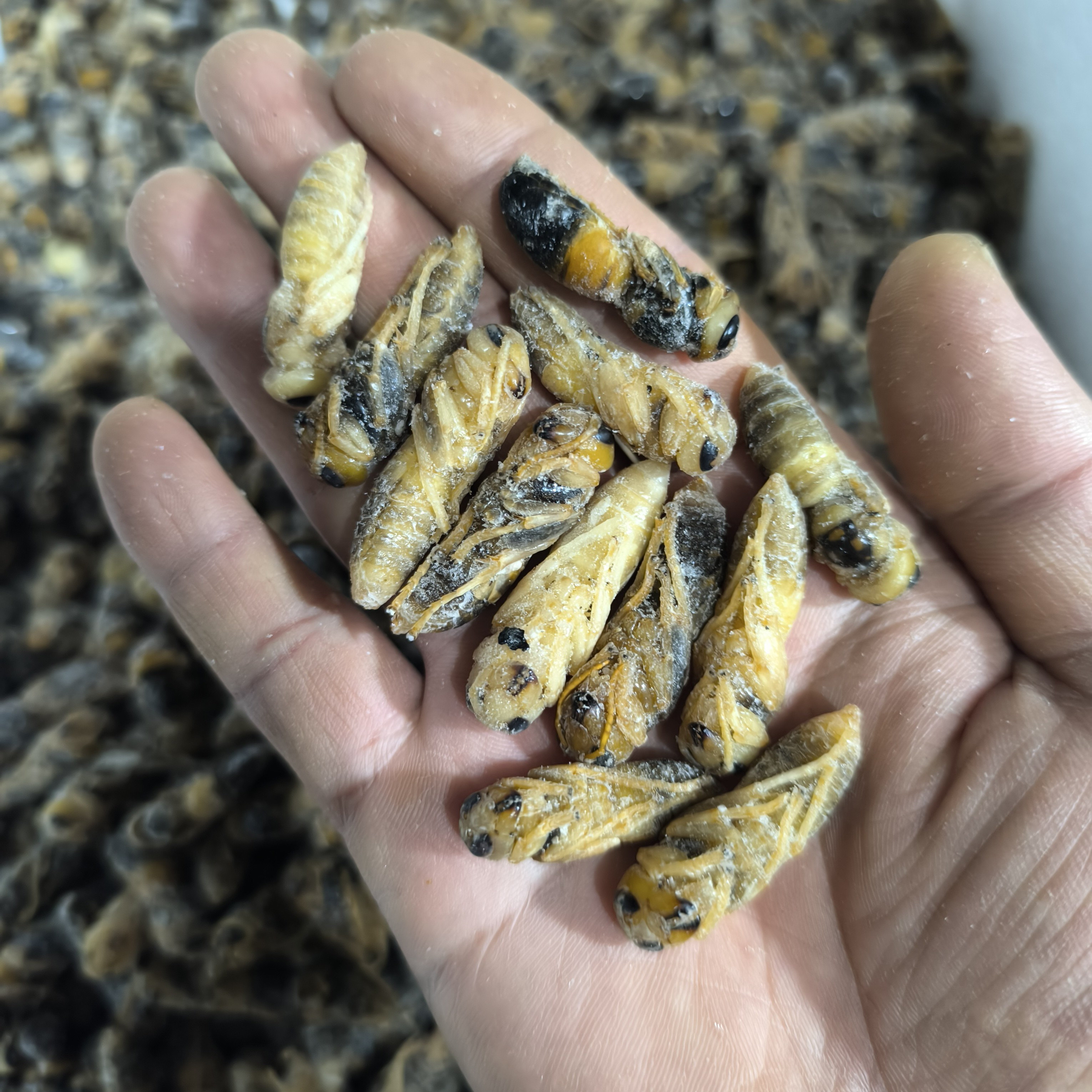 2025年东北新鲜黑蜂蛹蜂子昆虫食品树蜂蛹