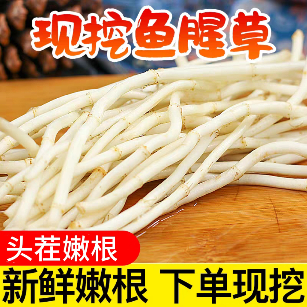 现挖现发新鲜鱼腥草折耳根嫩根湖北特产可作凉拌菜炒腊肉泡茶