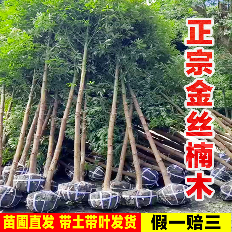 原土金丝楠木树苗正宗四川庭院名贵树苗小叶桢楠赤楠常绿耐寒楠木
