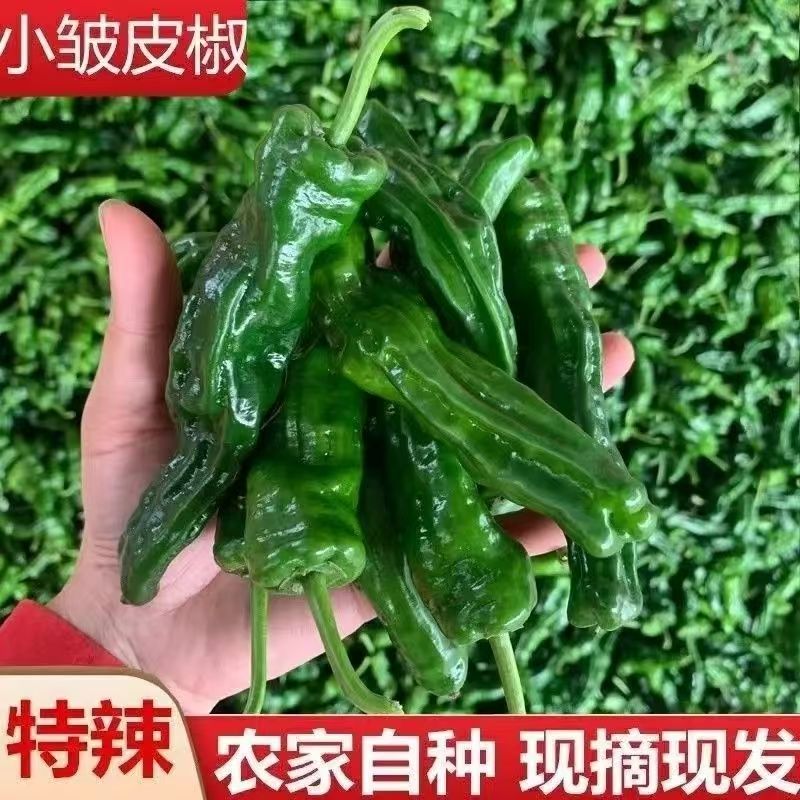 新鲜应季特辣辣椒小皱皮辣椒新鲜辣椒农家现摘薄皮青椒