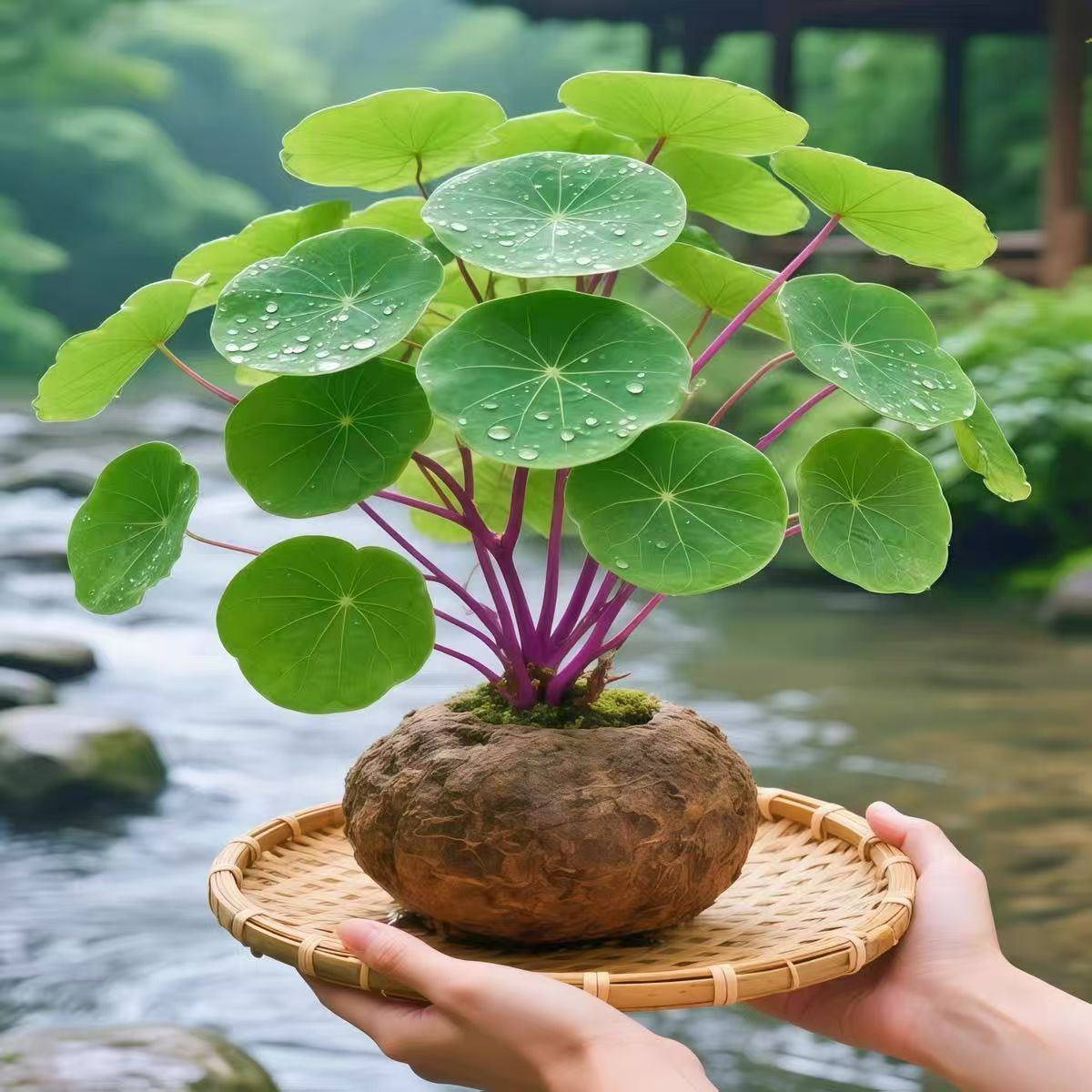 山乌龟金不换植物盆栽红藤圆叶懒人绿植爬藤观叶室内水培阳台客厅