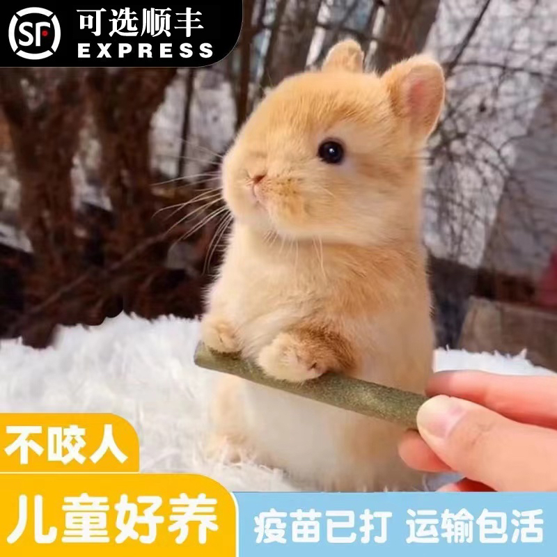 活物茶杯长不大不咬人迷你侏儒儿童养猫猫荷兰小兔子活兔子宠物