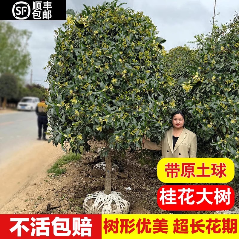 四季桂花树苗金桂丹桂血桂盆地栽植物花卉庭院浓香型桂花树苗
