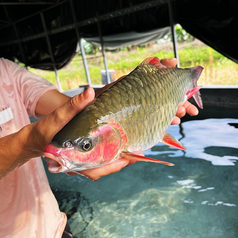 红脸将军鱼 青竹鱼  青竹鲤