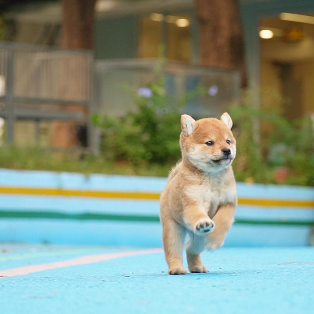 1010拍摄9号柴犬狗狗幼犬宠物弟弟②10.14