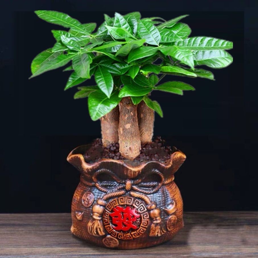发财树盆栽室内花卉小盆景植物金钱树花苗客厅花卉绿植盆栽植物