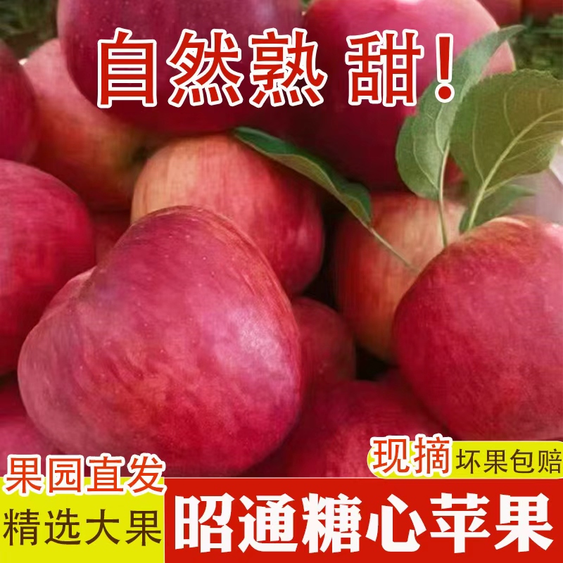 正宗云南昭通糖心苹果应季新鲜水果脆甜可口现摘树上鲜果坏果包赔