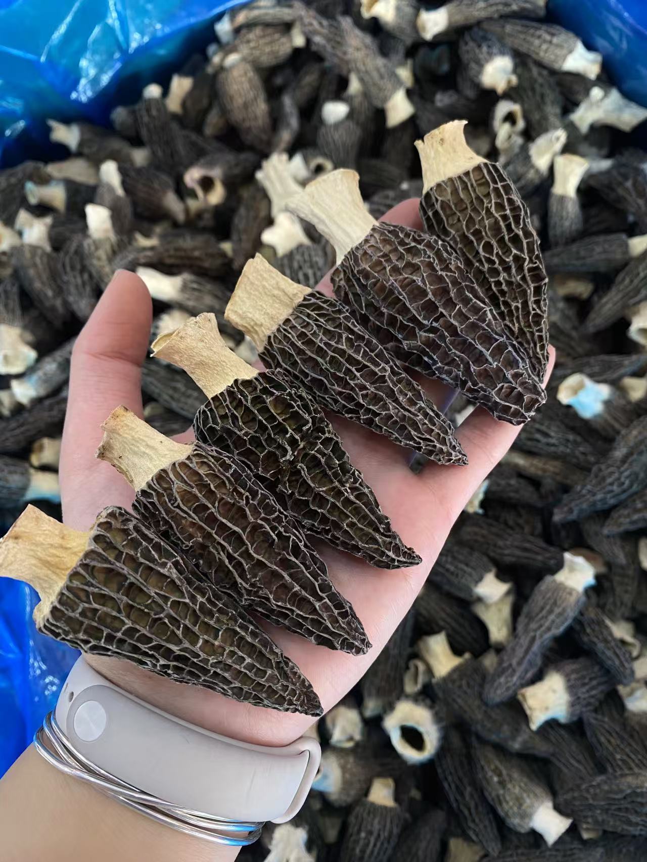 精品羊肚菌 高山羊肚菌  头茬羊肚菌肉质肥厚  中大个6-8公分