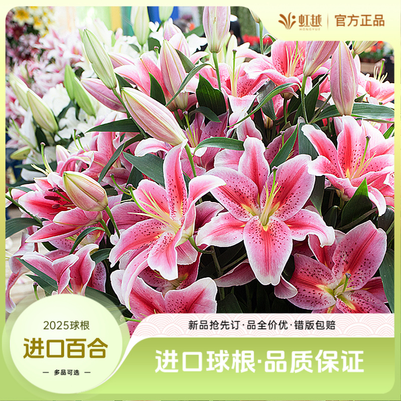 【2025新品】虹越 | 秋百合种球荷兰进口单重瓣香水百合花阳台庭院