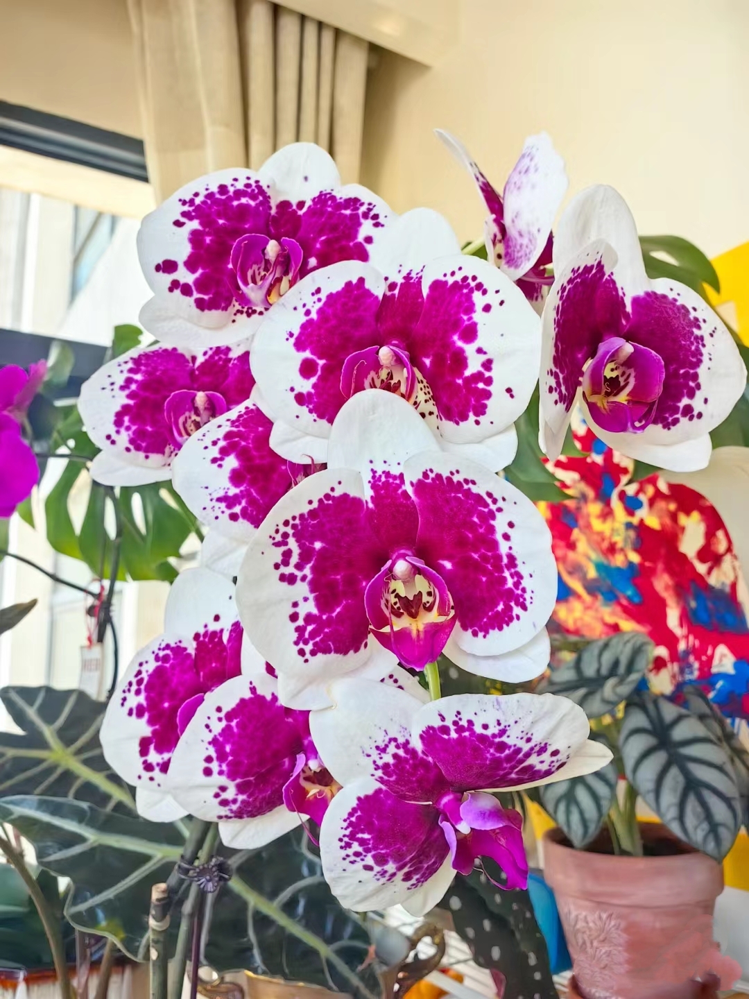 【福利款 两棵装】鸿运财神胡蝶兰花苗带花剑3.0寸杯不带花