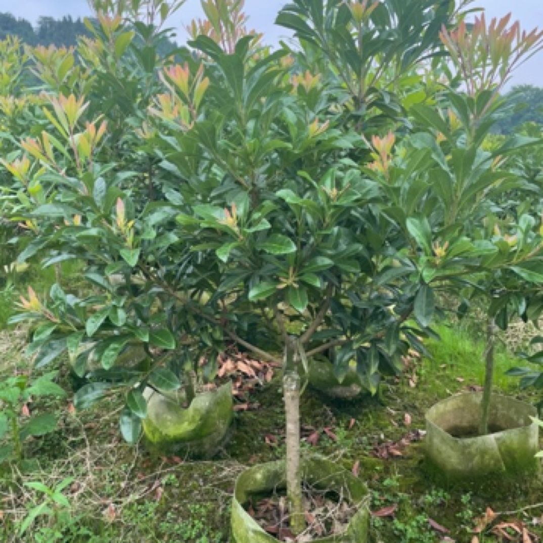 东魁杨梅杯苗3年苗地径3-4公分 原土原杯发货