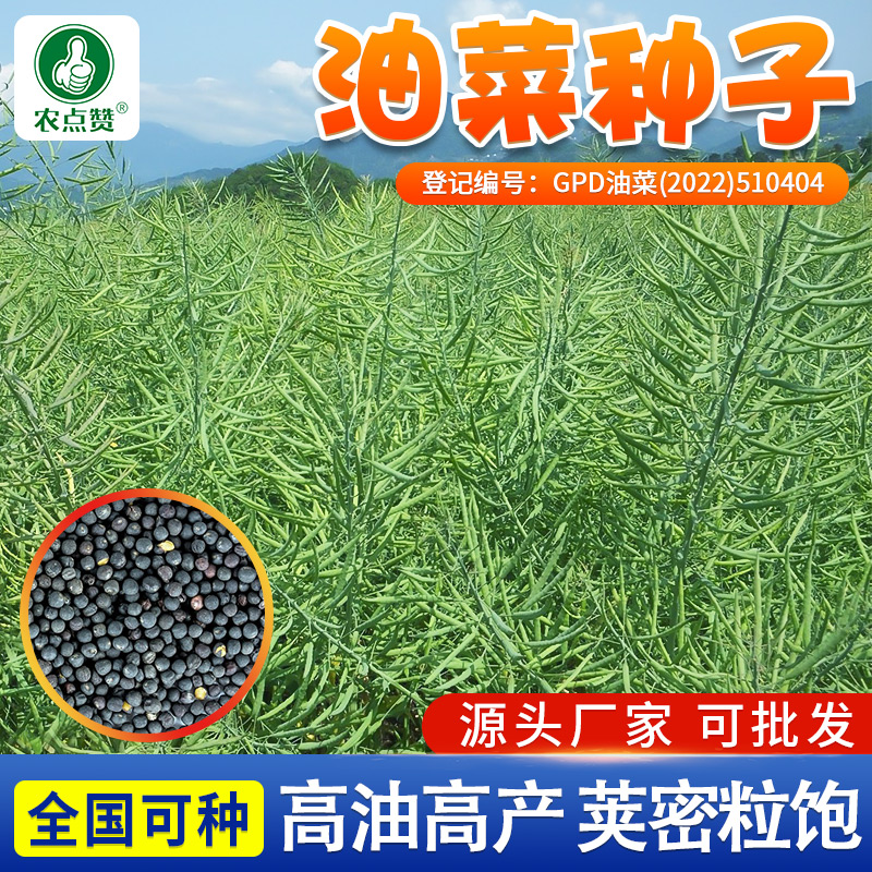 高产油菜籽德5油778高产油菜种子抗病抗倒伏含油量高杂交油菜花籽