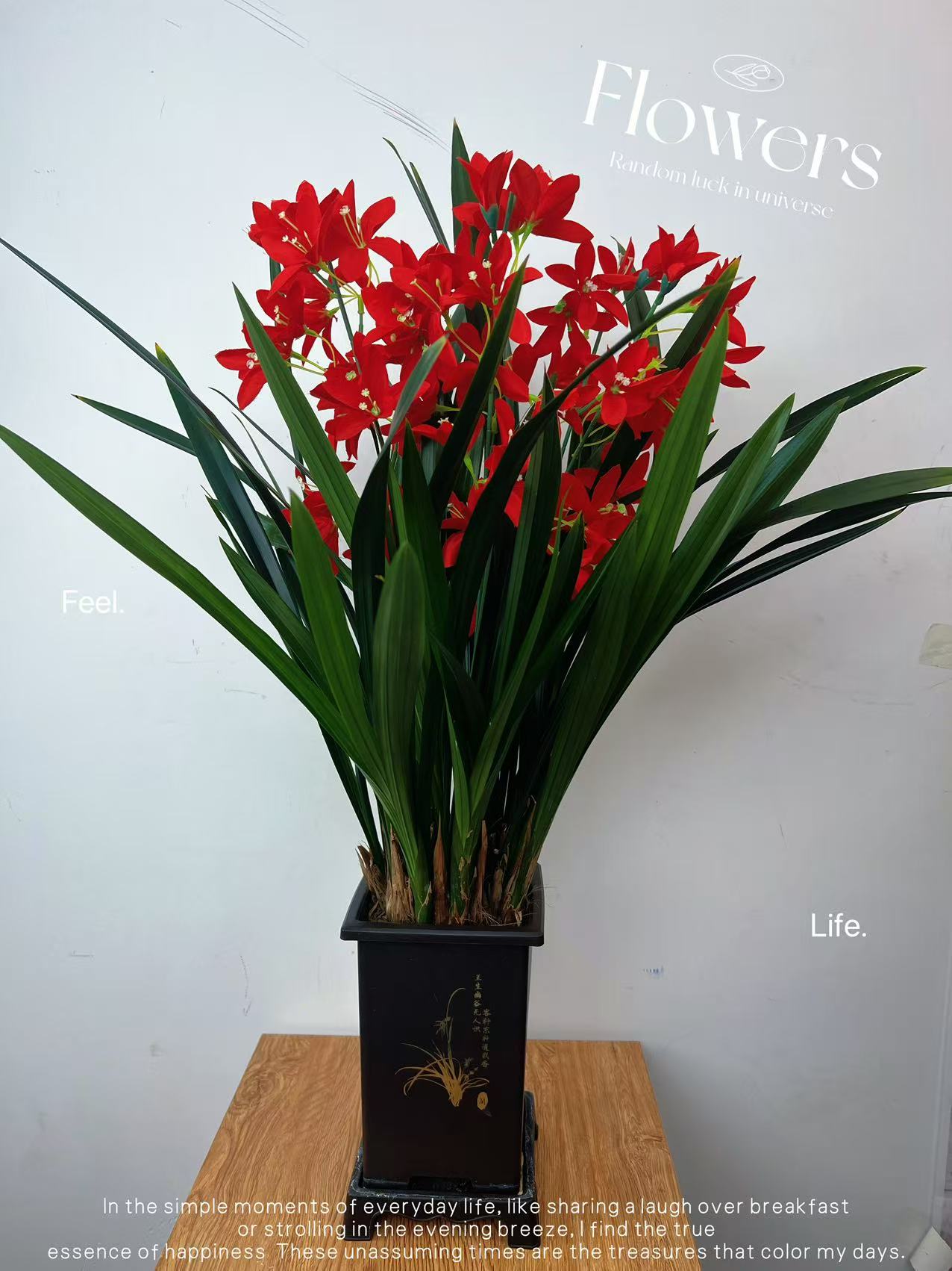 大将军兰花   室内种植客厅摆放花卉绿植盆栽