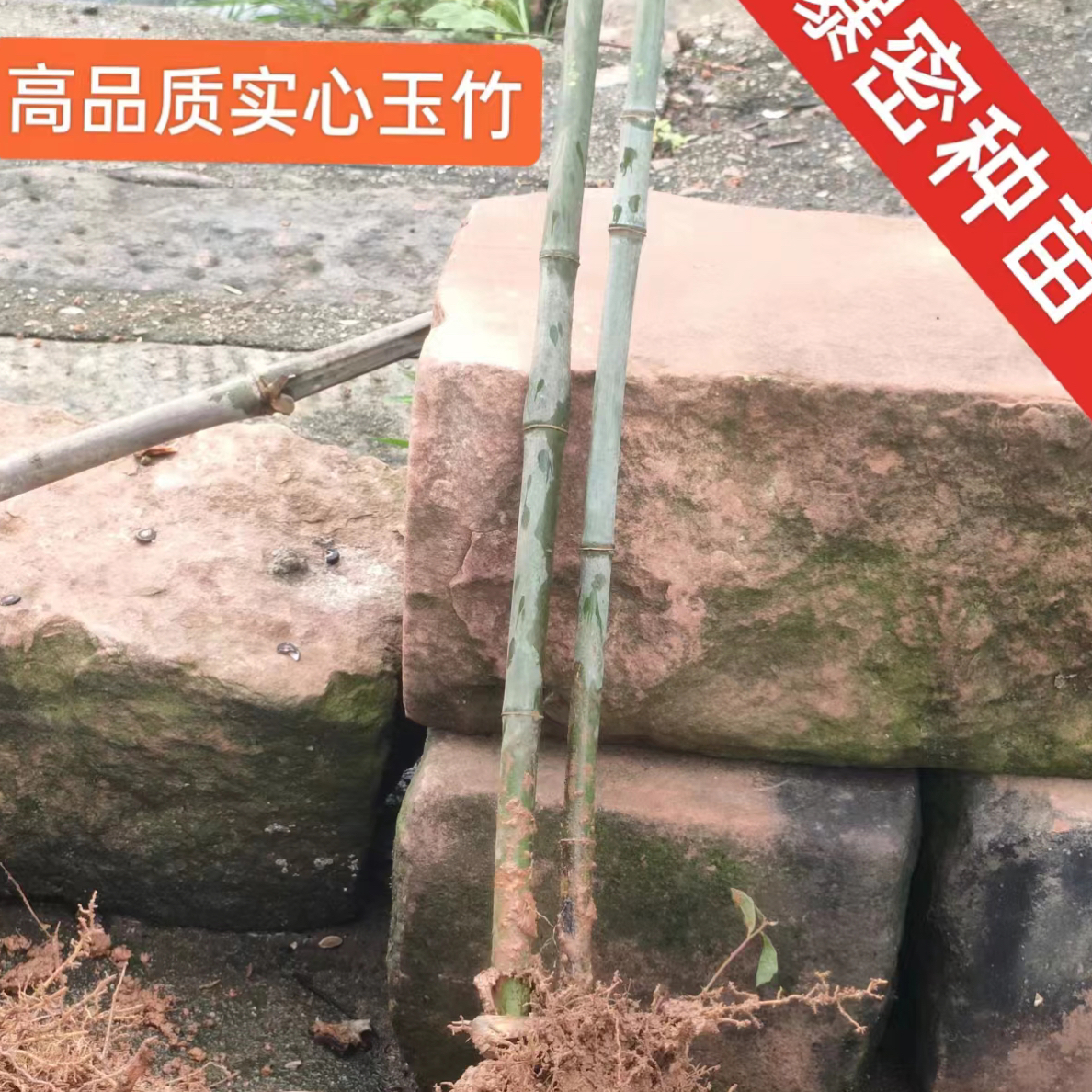 适种苗红心爆密竹苗链接【每人只限一棵】