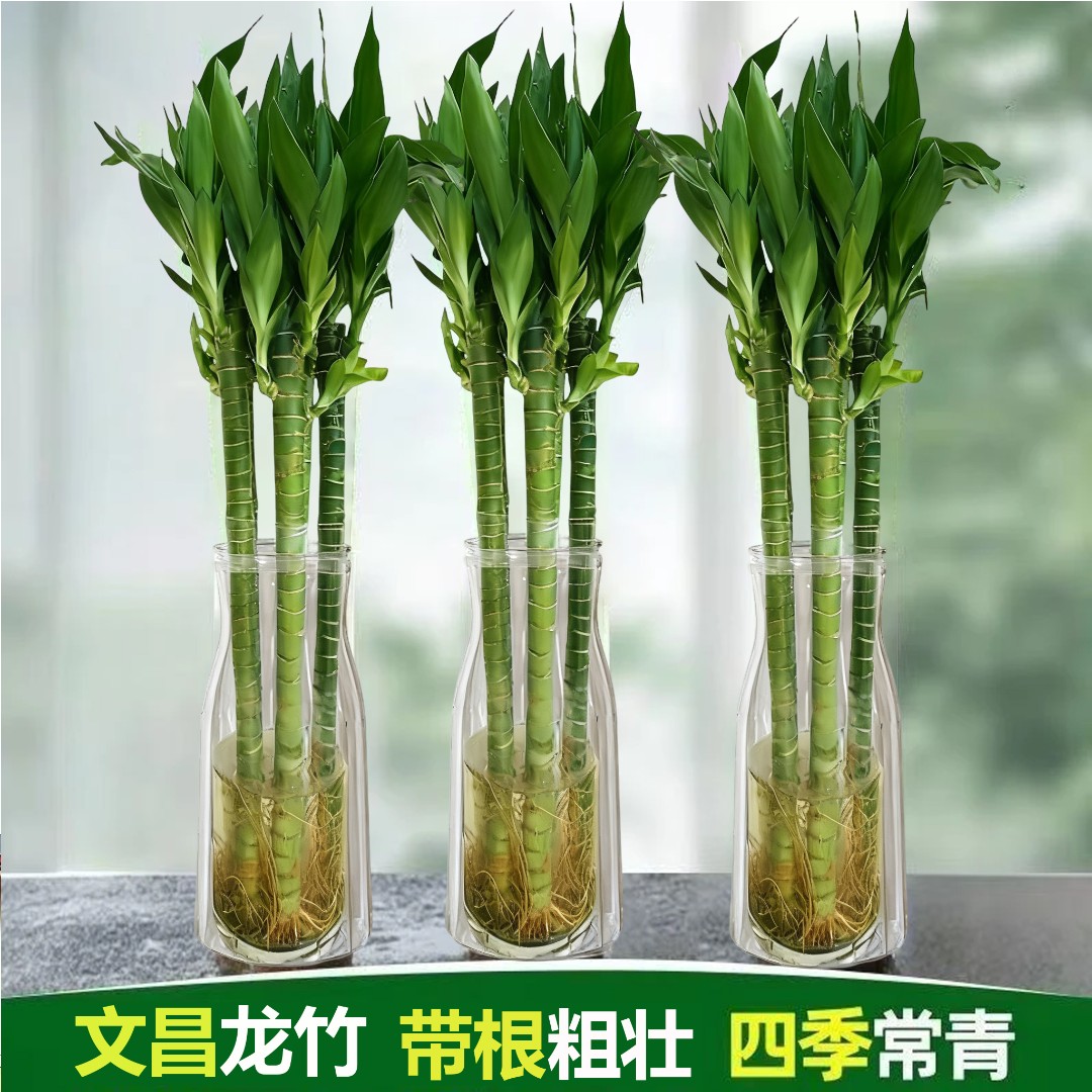 【花伴水】文昌竹龙竹带根4支水养财丁两旺节节高水培植物室内客厅